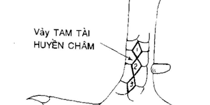 Vảy gà tam tài huyền trâm