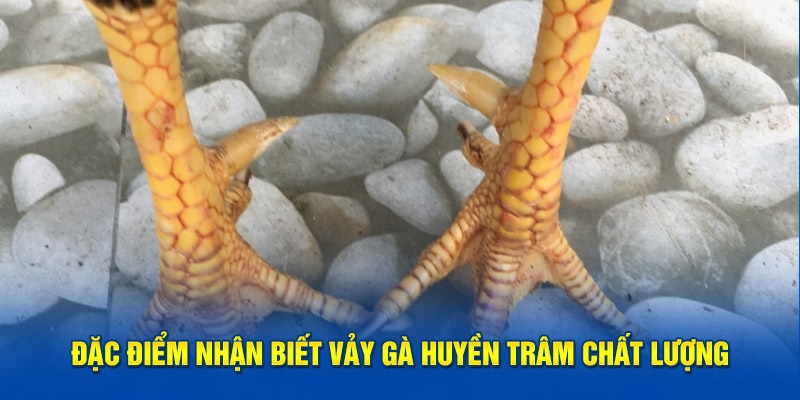 Tham khảo cách nhận dạng vảy gà Huyền Trâm