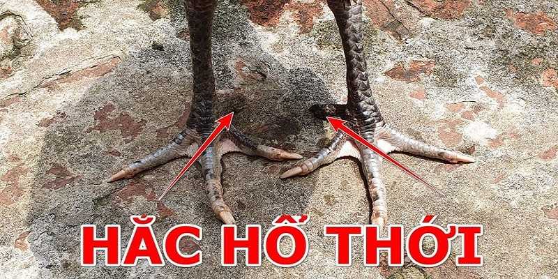 Giới thiệu gà hắc hổ