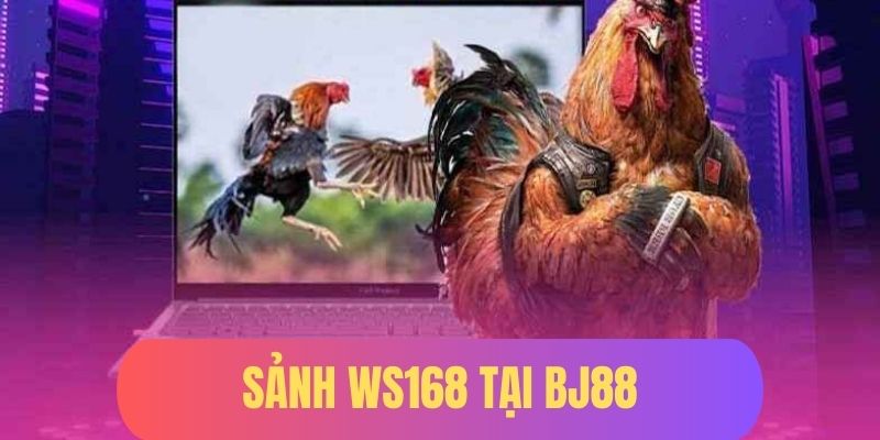 Sảnh WS168 - Khám Phá Sân Chơi Chọi Kê Hot Nhất Tại BJ88