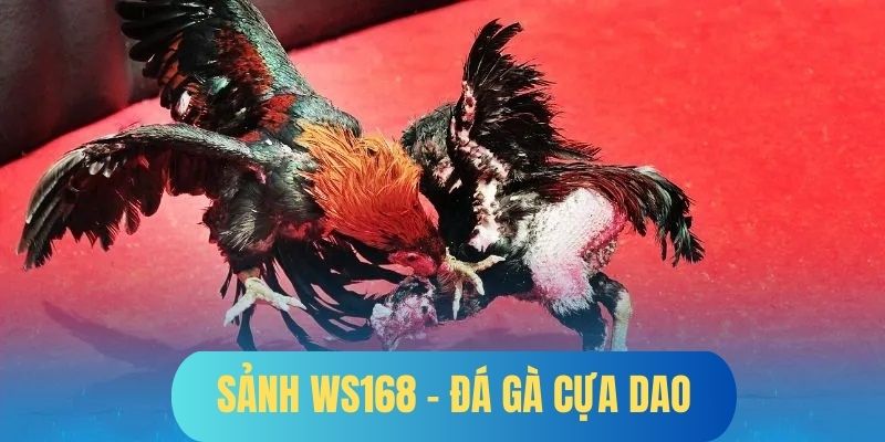 Đá gà cựa dao - Mang đến những trận đấu kịch tính và máu lửa